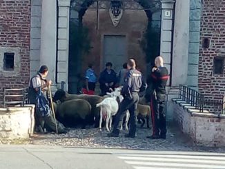 fagnano pastore gregge castello