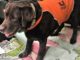 pet therapy incontro provvidenza