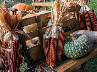tradizioni sumirago festa agricoltura