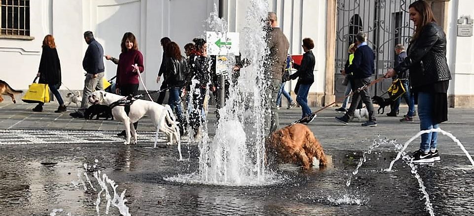 busto camminata sei zampe