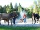 agrivarese fiera coldiretti fiori