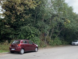 busto marciapiede sacconago erbacce