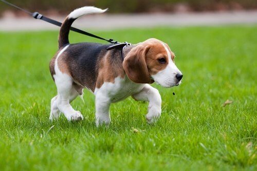 castanoprimo dogsitter servizio volontari