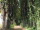parco borri busto