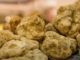 tartufo alba sesto calende