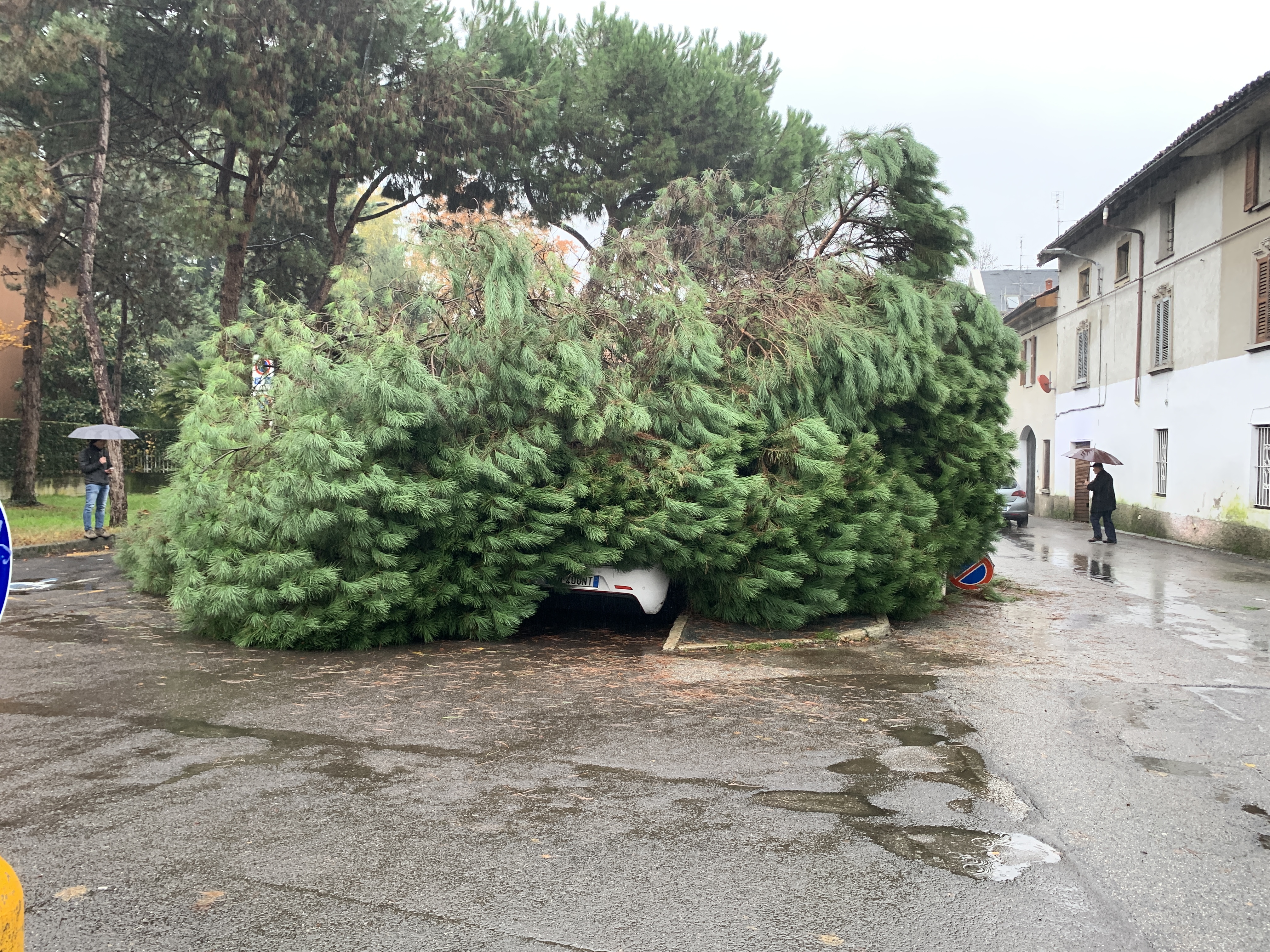 castellanza albero vigili fuoco 
