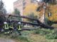 castellanza albero vigili fuoco
