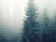 foreste cambiamenti climatici