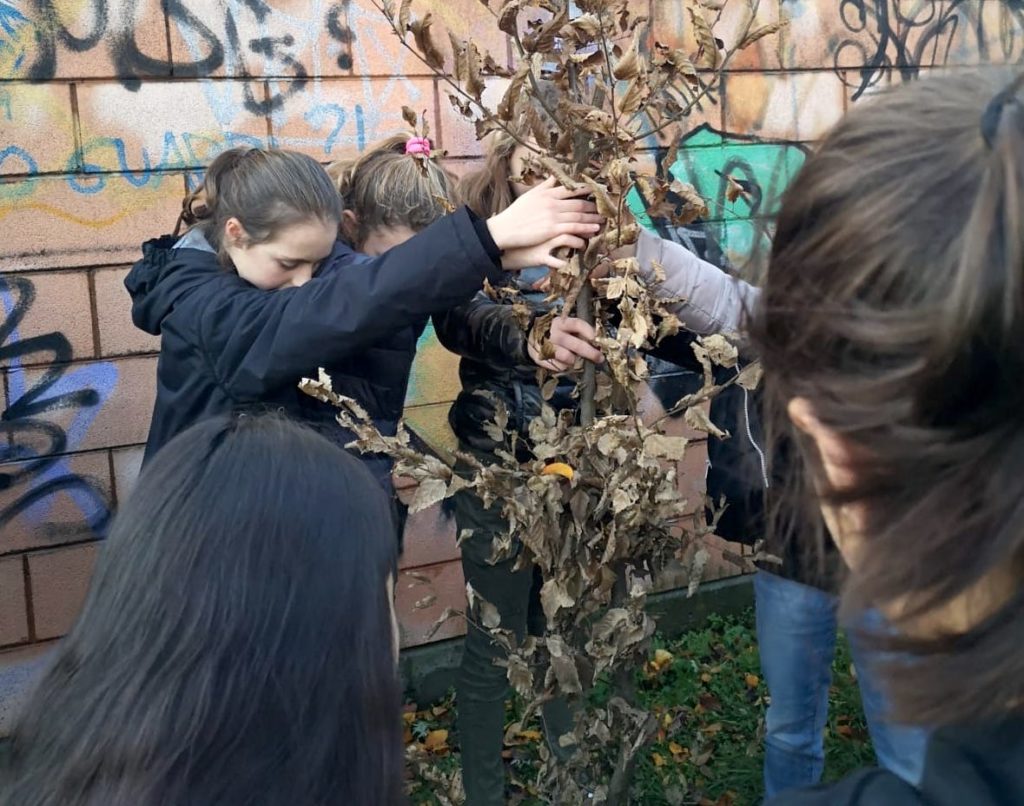 olgiate albero studenti adotta 