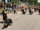 cani soccorso alpini