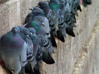 gallarate spara piccioni denunciato
