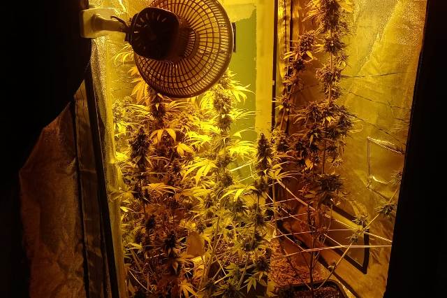 castellanza serra marijuana arrestato