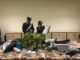 castellanza serra marijuana arrestato