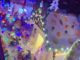 natale cavaria città zucchero