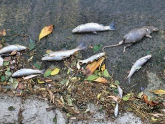 legnano olona pesci morti analisi