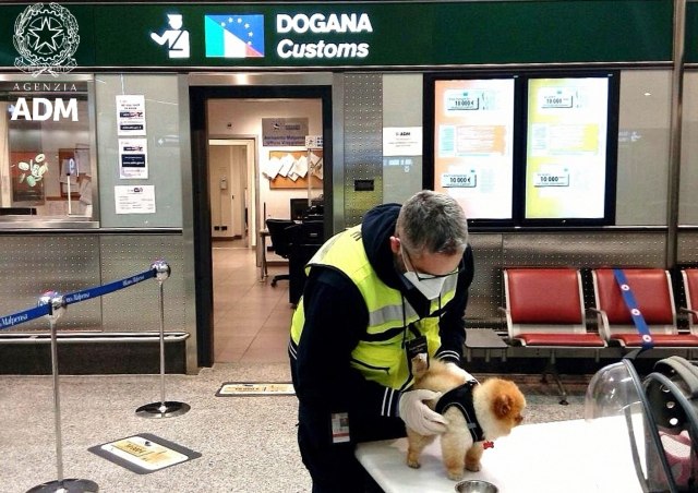 malpensa aereo animali domestici 