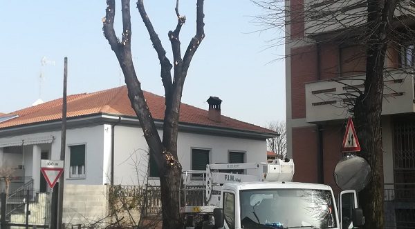 castellanza potature verde pubblico
