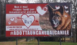 somma cani randagi anziani