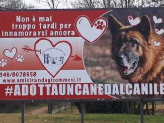 somma cani randagi anziani