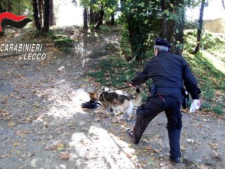 maccagno cane droga ocsi