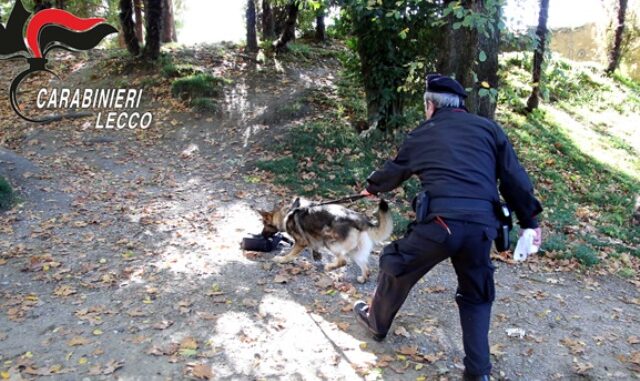 maccagno cane droga ocsi