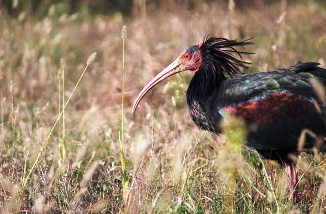 malpensa ibis eremita