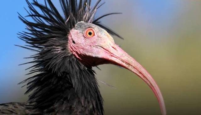 malpensa ibis eremita