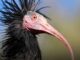 malpensa ibis eremita