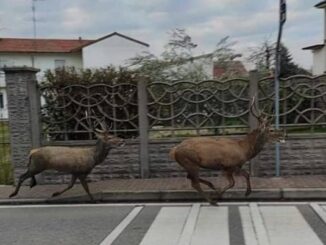 marnate cervi volpi animali