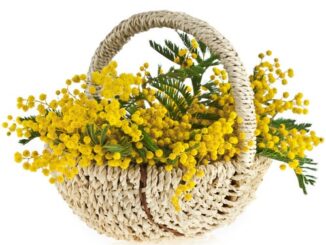 8marzo legnanese eventi donne