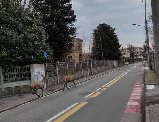 marnate cervi volpi animali