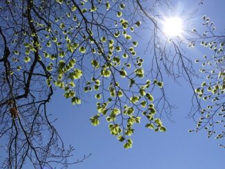marzo sole temperature miti