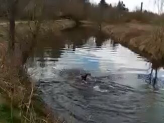 olgiateolona nuoto fiume olona
