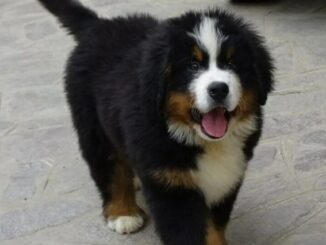 pugni calci cane