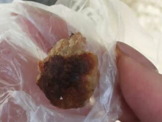 samarate polpette avvelenate cani