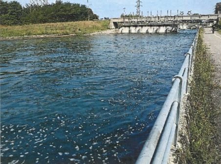turbigo monitoraggio acque naviglio