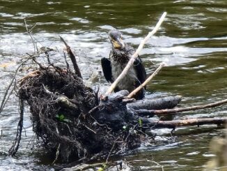 castanoprimo cormorano vigilidelfuoco villoresi