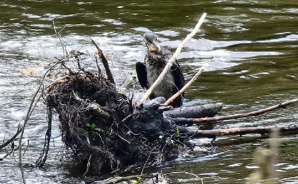 castanoprimo cormorano vigilidelfuoco villoresi