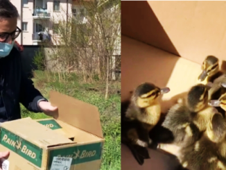 Gallarate sindaco anatroccoli Varese