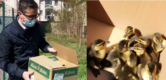Gallarate sindaco anatroccoli Varese