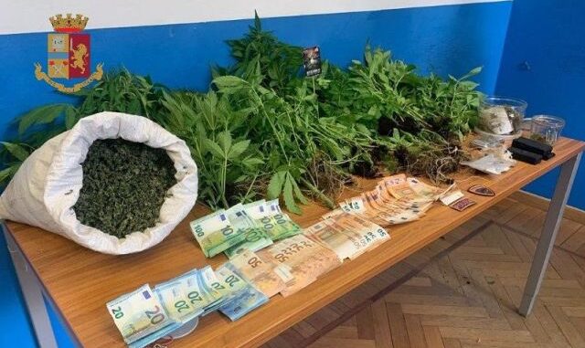 busto marijuana orto droga