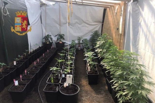 busto marijuana orto droga