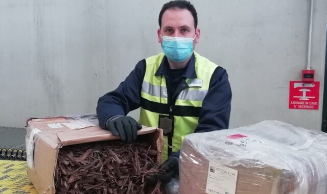 malpensa dmt corteccia stupefacente
