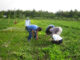 settore agricolo