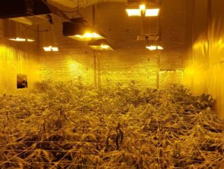 solbiate arno marijuana