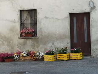 somma coarezza fiorita