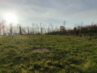 varese frutteto materna san carlo