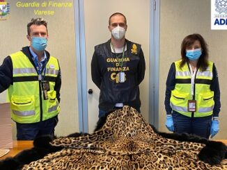 malpensa sequestro pelliccia giaguaro
