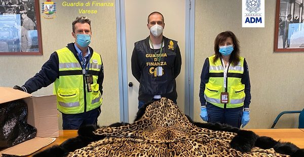 malpensa sequestro pelliccia giaguaro
