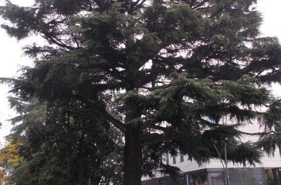legnano alberi monumentali lombardia